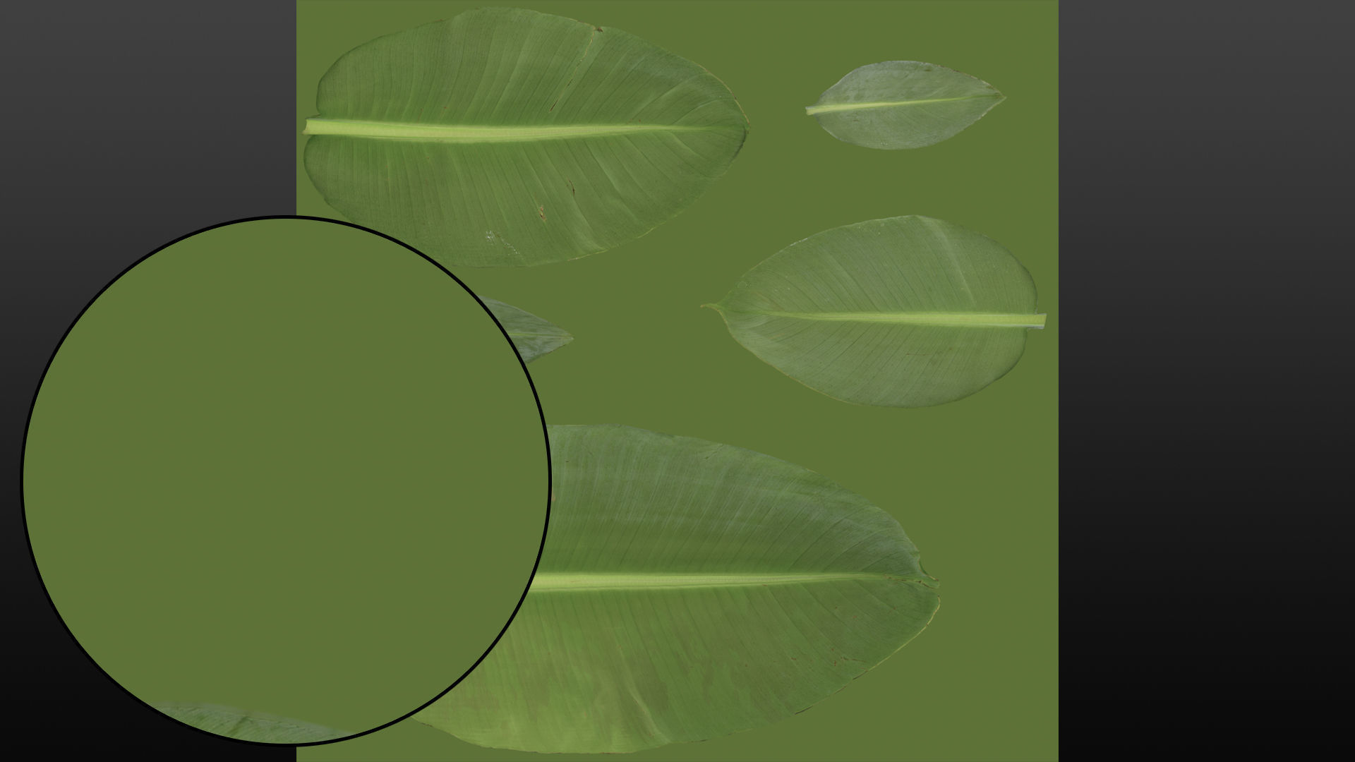 Banana leaf texture Texture_14