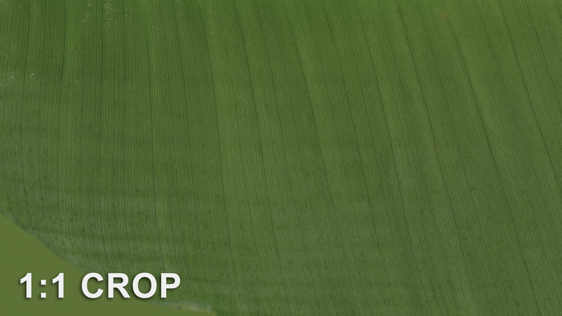 Banana leaf texture Texture_41