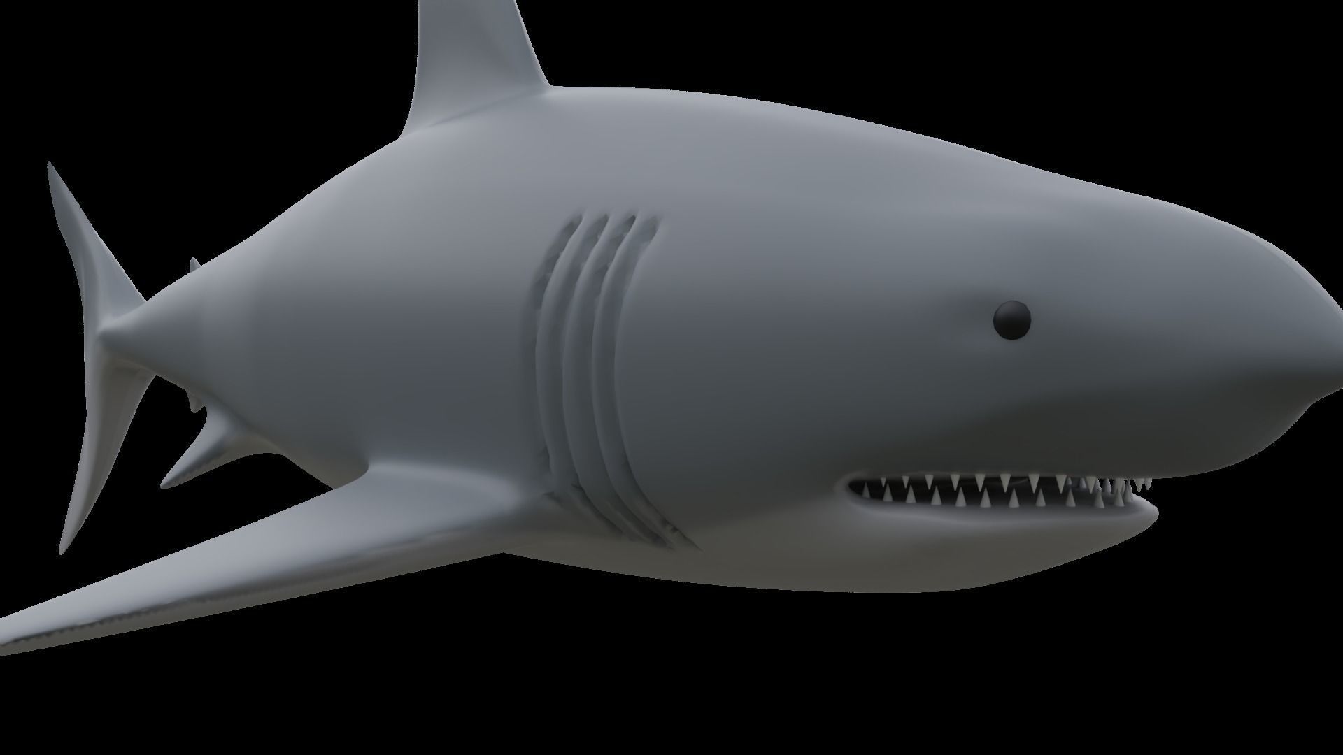 Shark 3D model_4