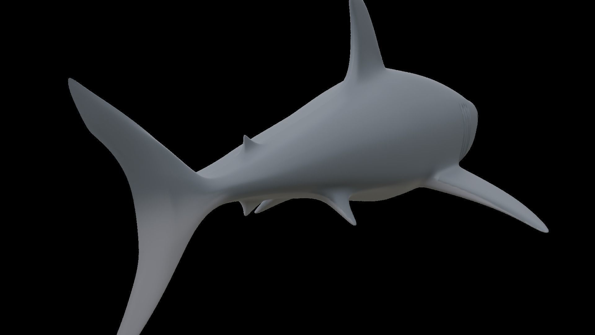 Shark 3D model_6