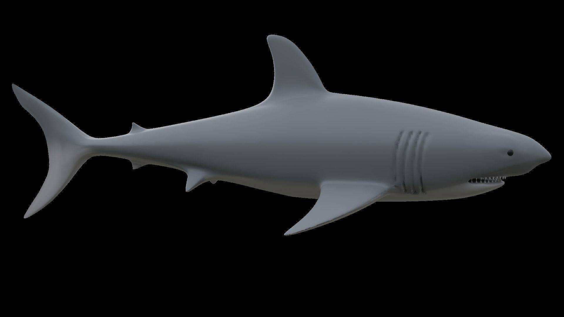 Shark 3D model_5