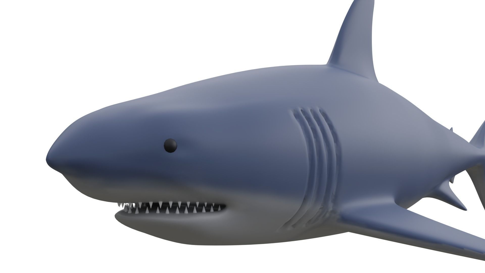 Shark 3D model_2