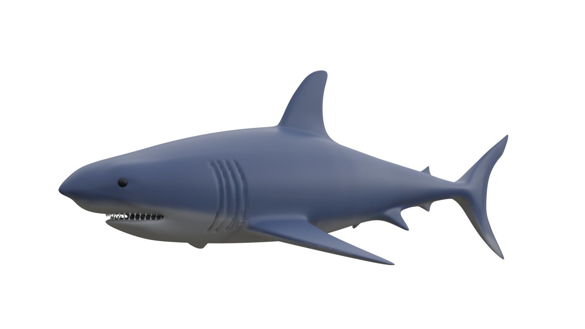 Shark 3D model_1