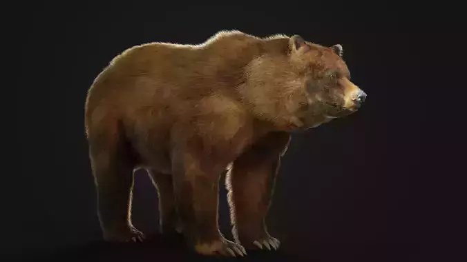 Bear Animal 3D 