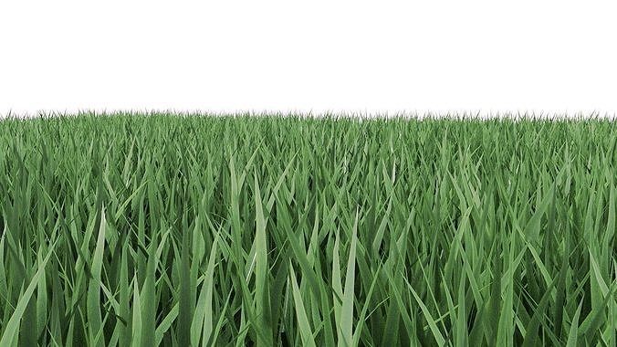 Realistic lawn grass for your projects 3D model 7