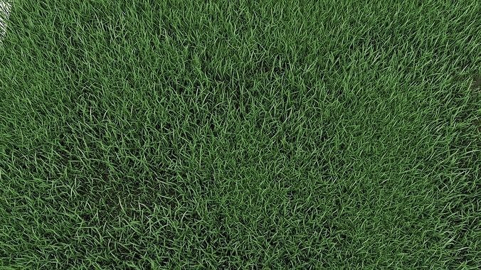 Realistic lawn grass for your projects 3D model 3