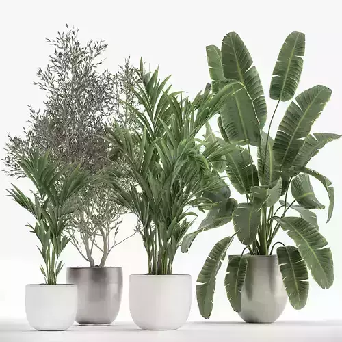 Houseplants in a flowerpot for the interior 1034