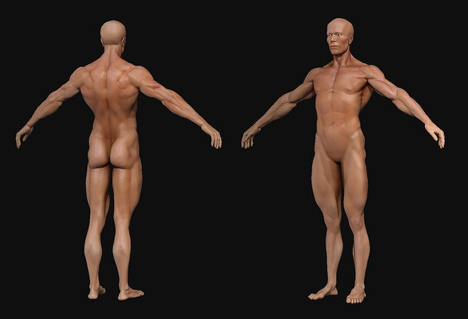 Human Body-base mesh 3D model