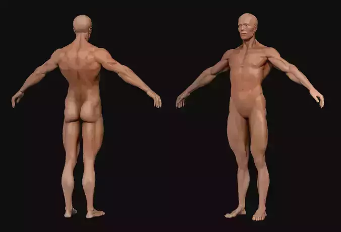 Human Body-base mesh