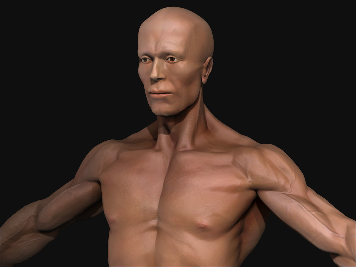 Human Body-base mesh 3D model_2