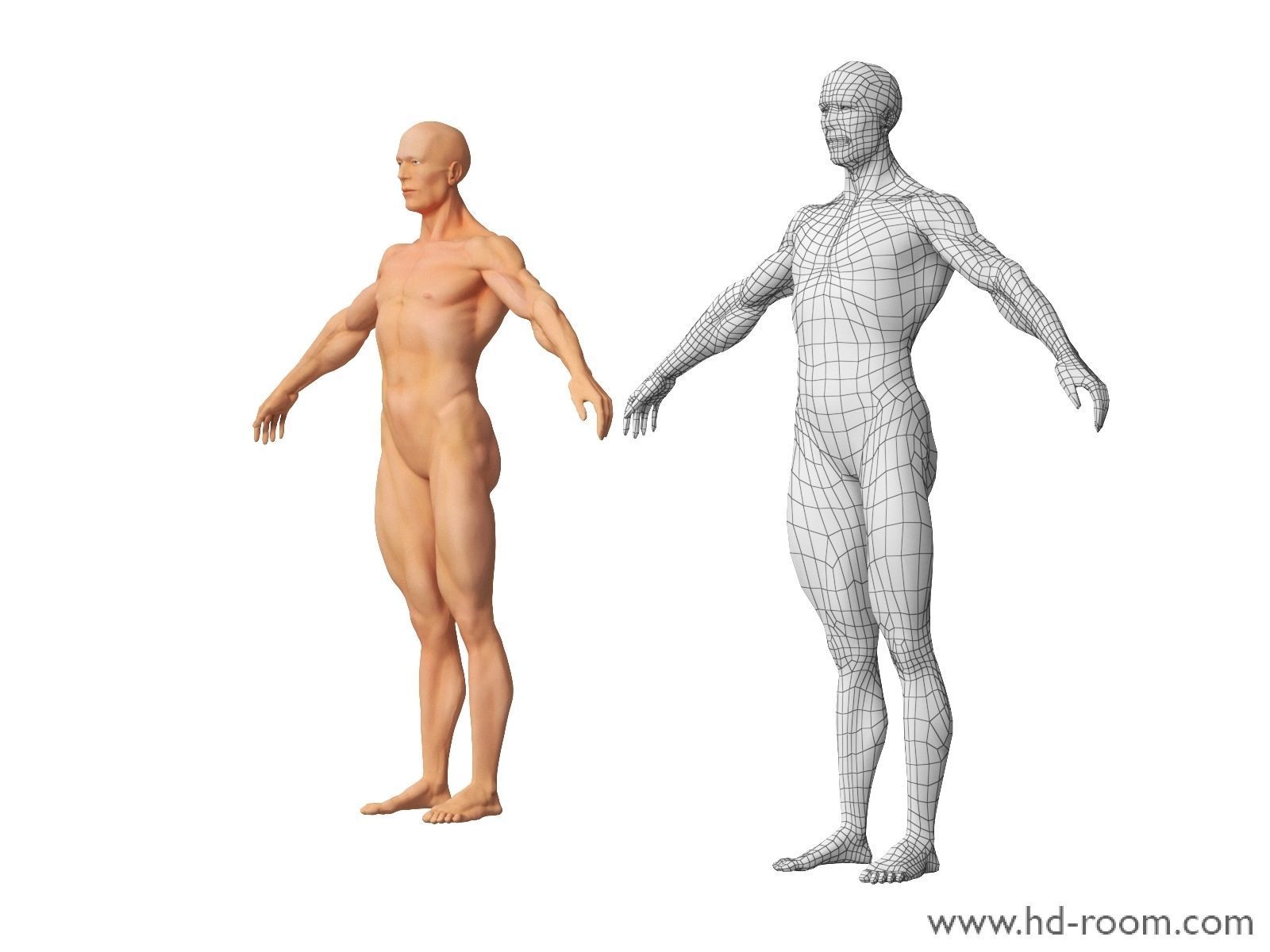 Human Body-base mesh 3D model_8