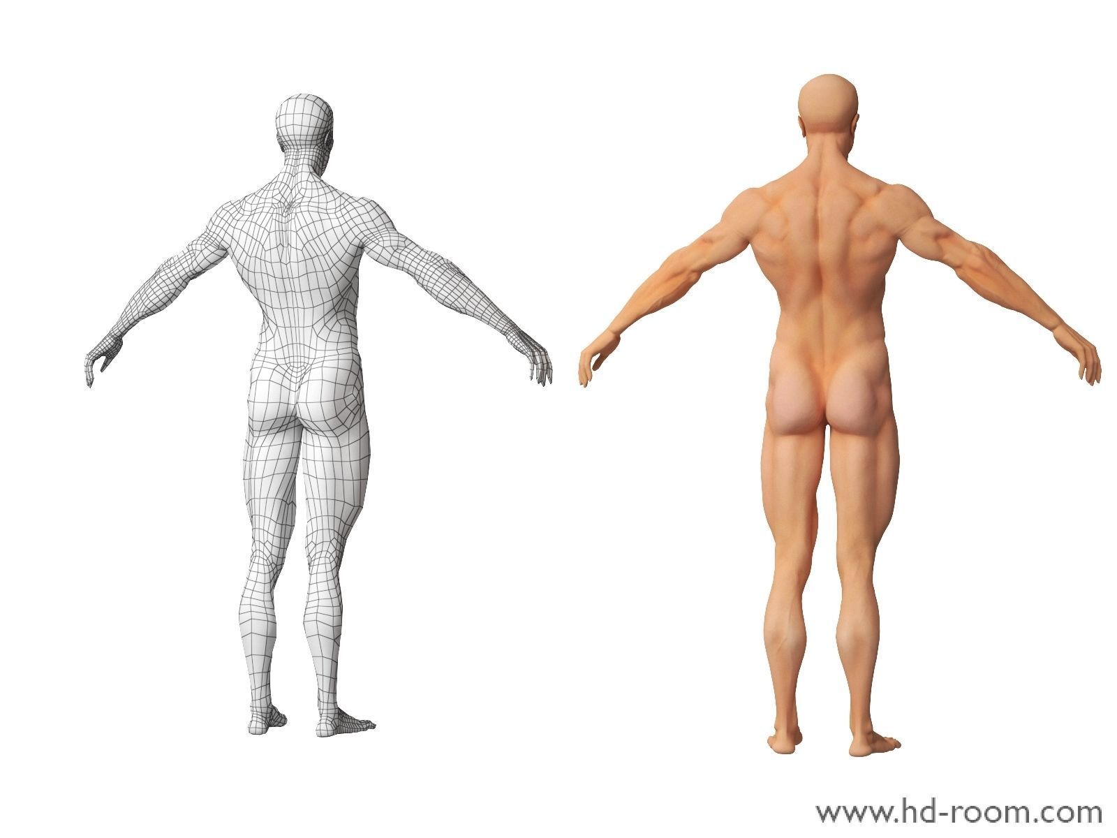 Human Body-base mesh 3D model_9