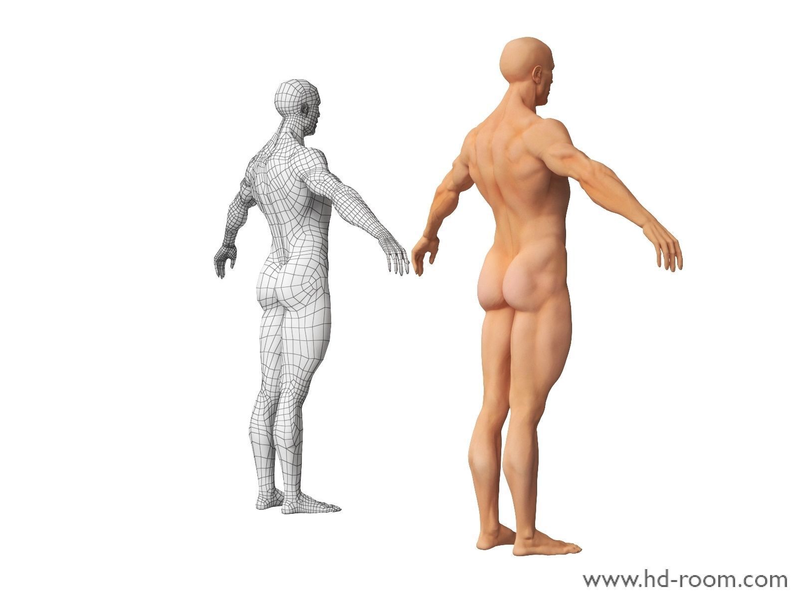 Human Body-base mesh 3D model_11