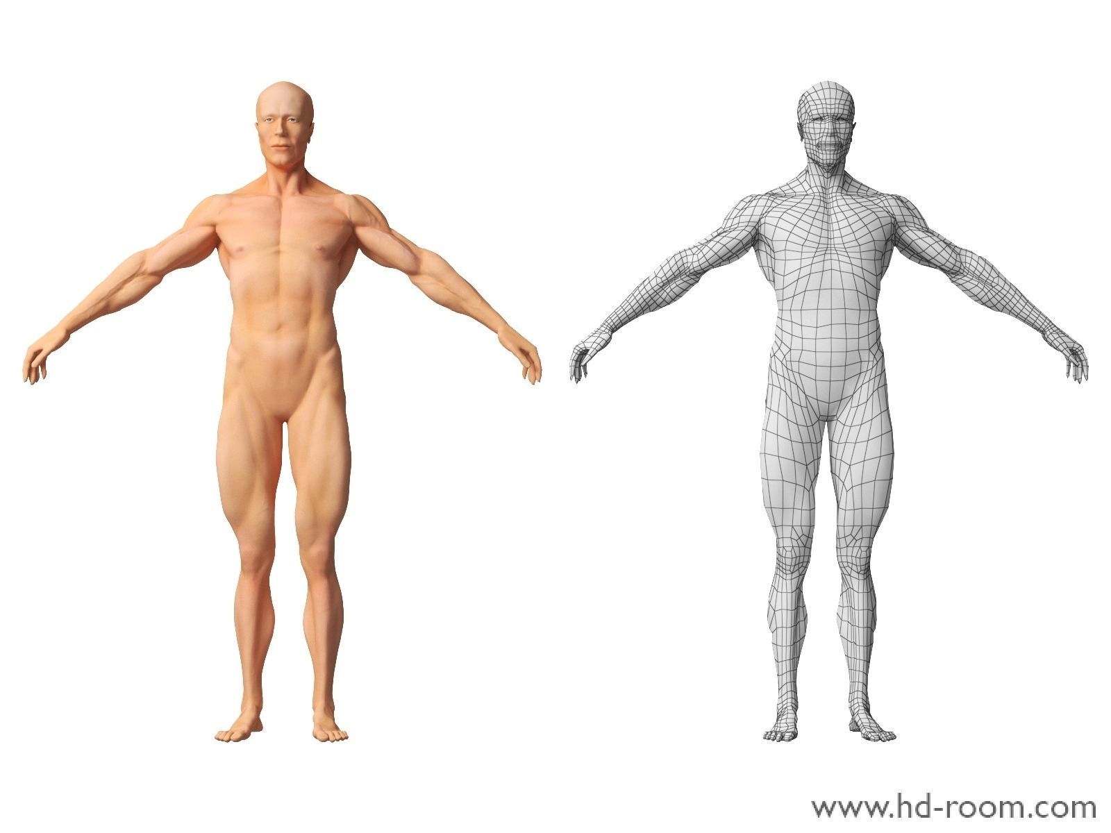 Human Body-base mesh 3D model_5