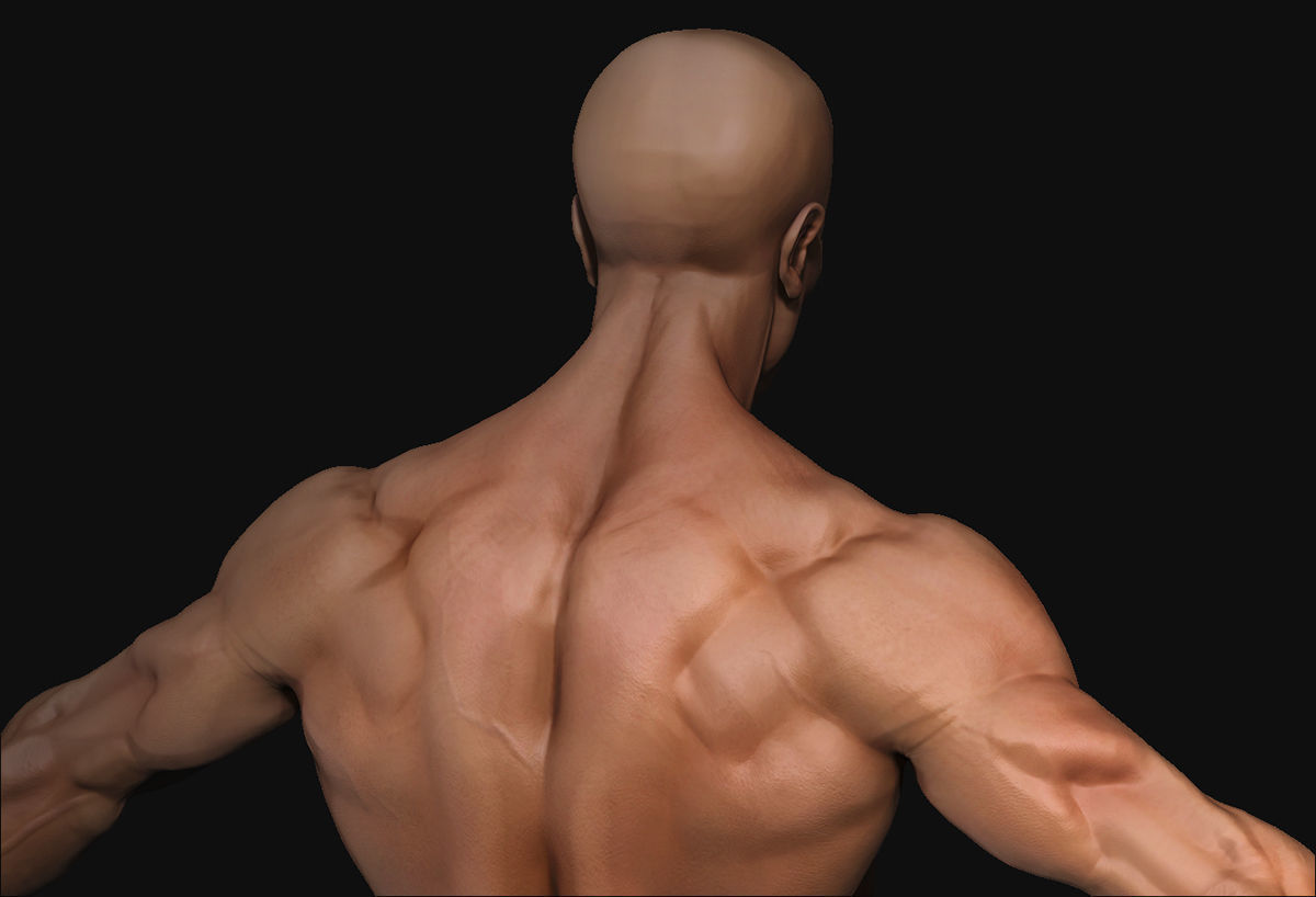 Human Body-base mesh 3D model_3