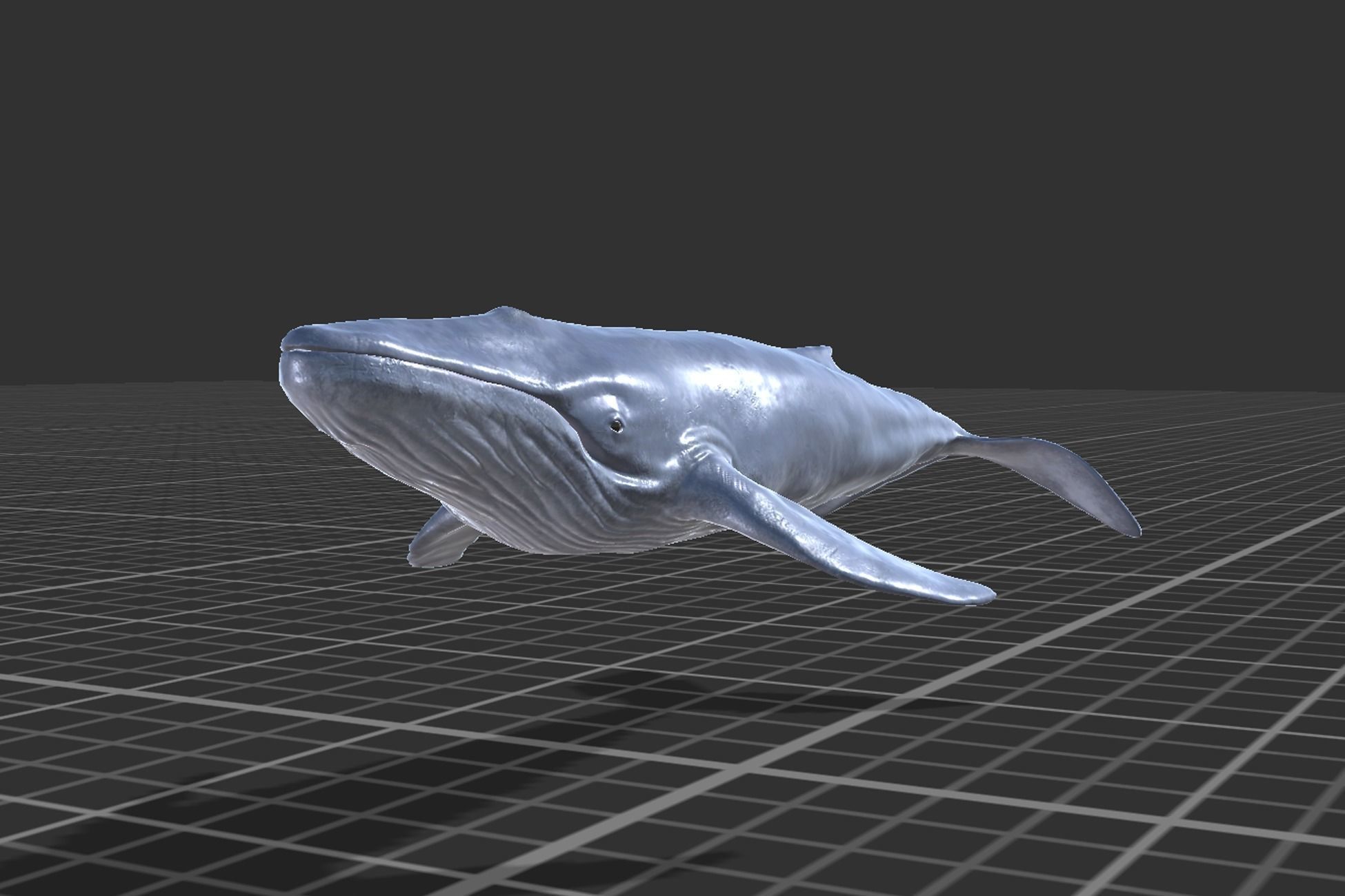Whales Pack Low-poly 3D model_10