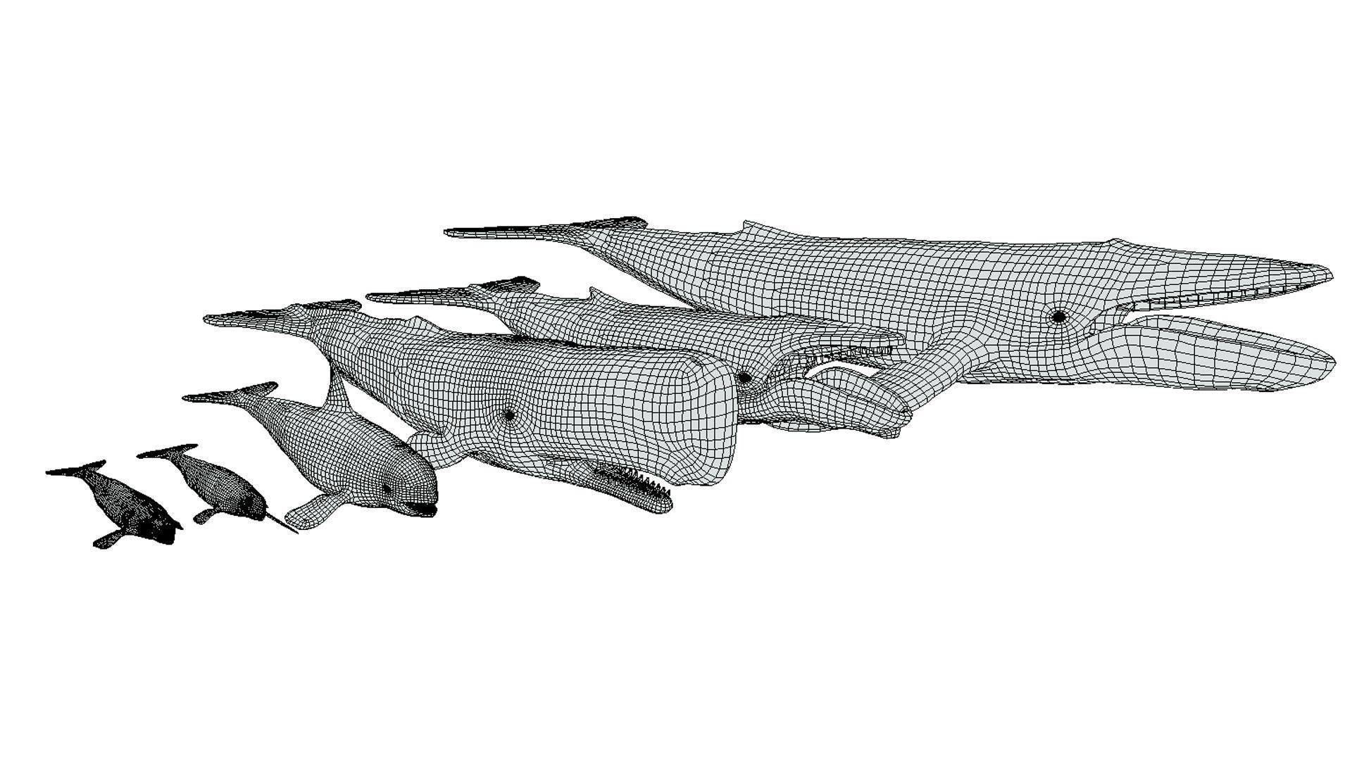 Whales Pack Low-poly 3D model_7