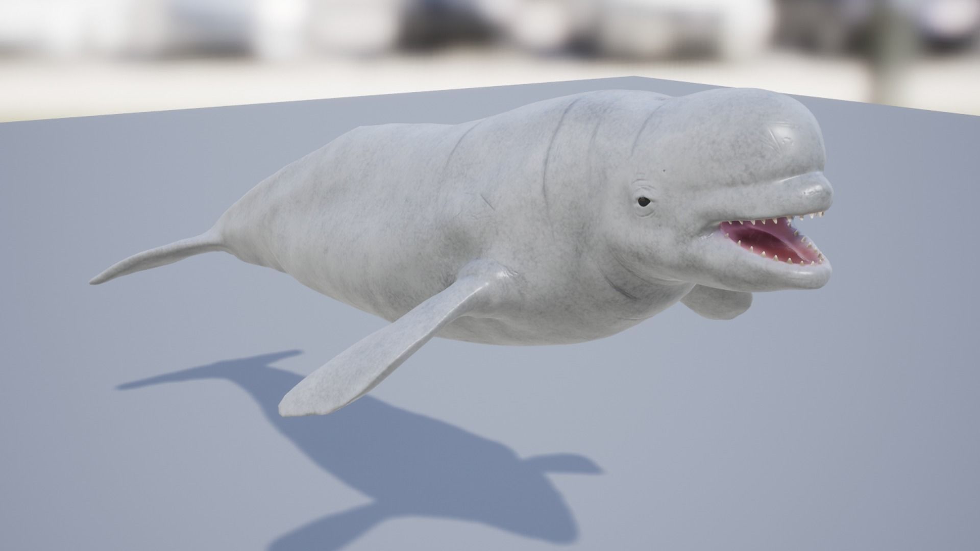 Whales Pack Low-poly 3D model_9