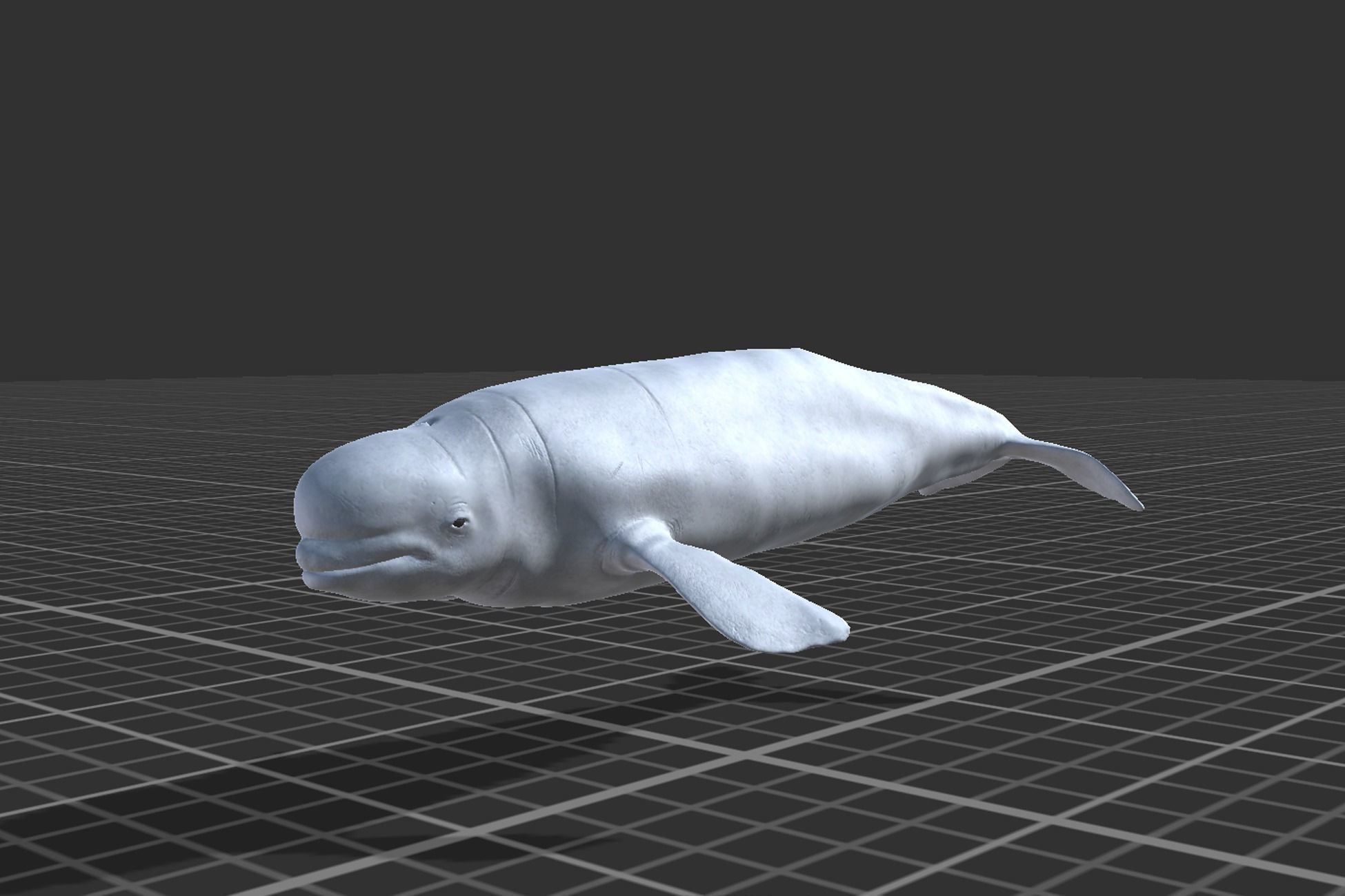 Whales Pack Low-poly 3D model_8