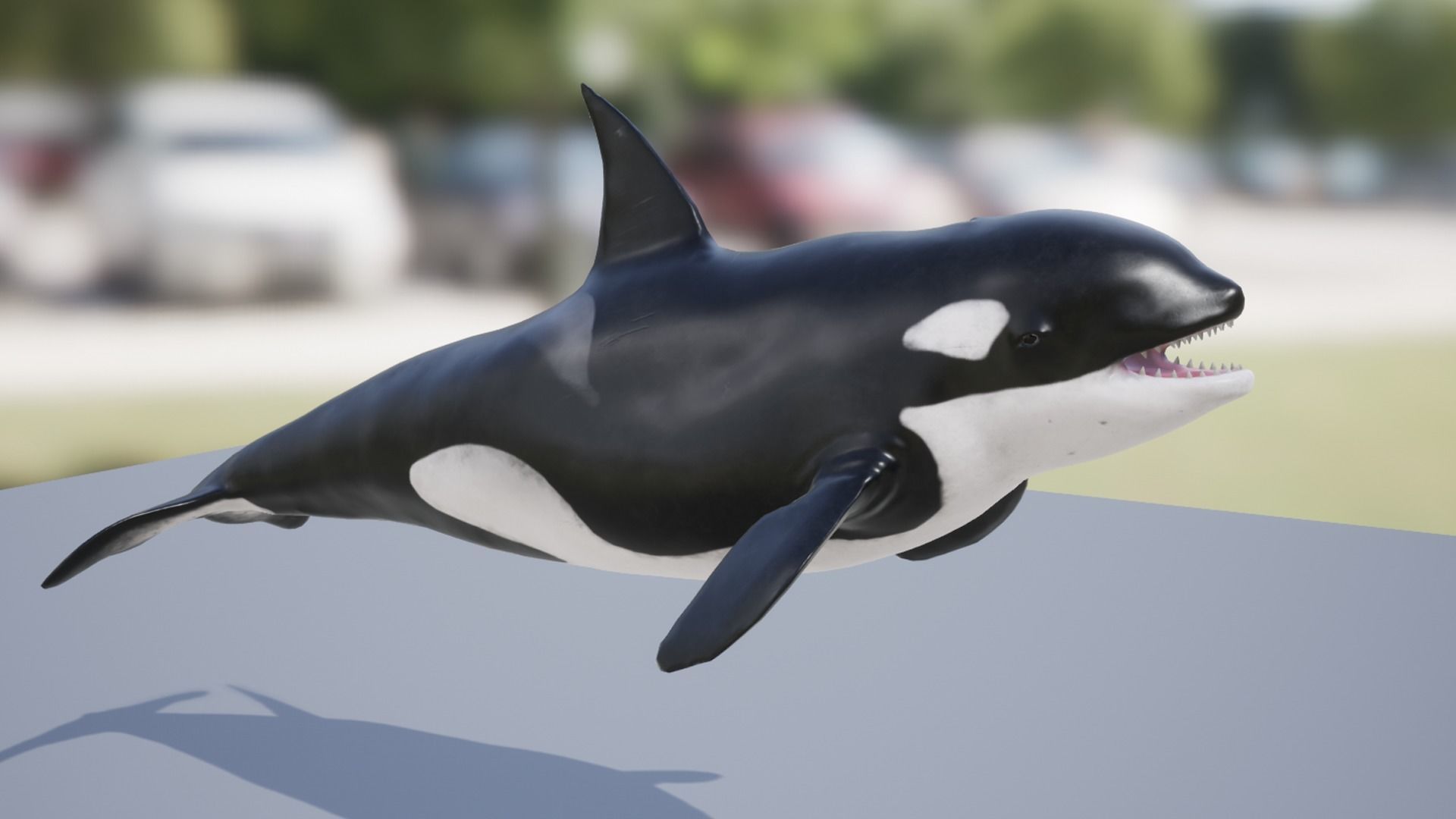 Whales Pack Low-poly 3D model_17