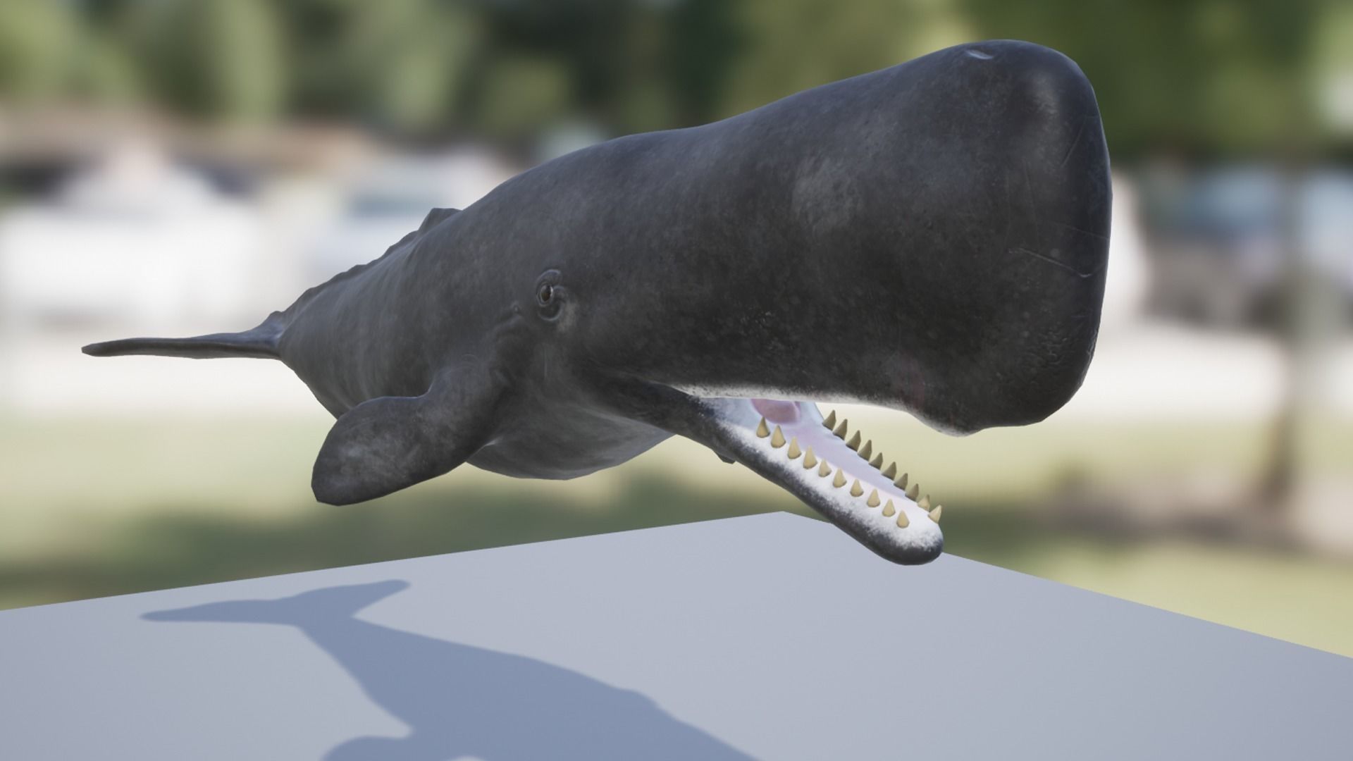 Whales Pack Low-poly 3D model_13
