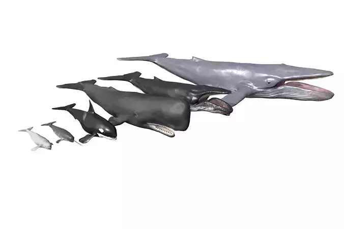 Whales Pack Low-poly 3D model