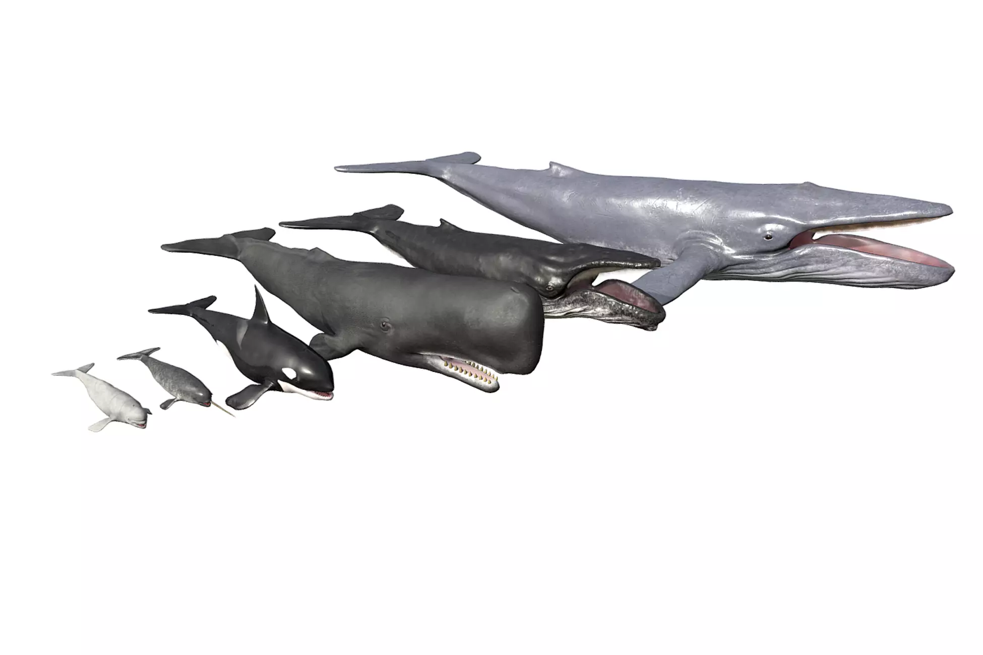Whales Pack Low-poly 3D model_0