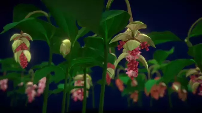 Flower Medinilla Magnifica Low-poly 3D model