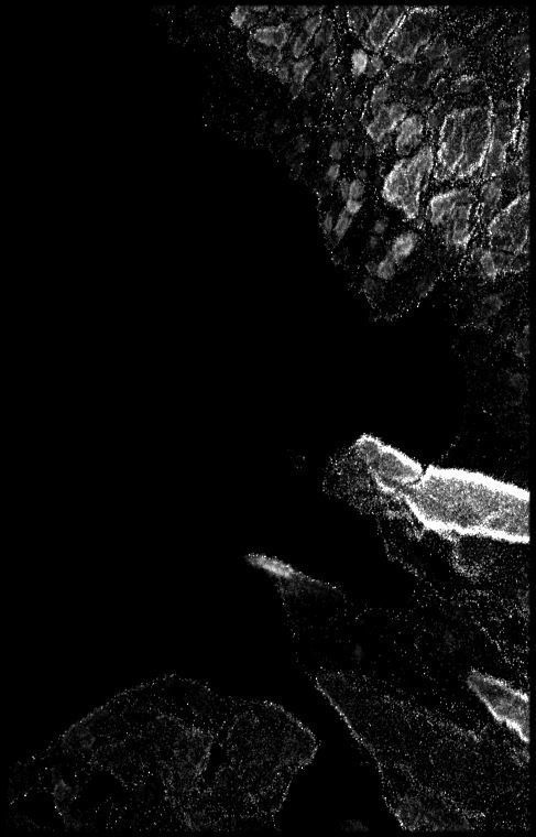 Denmark High resolution 7k thickness map Texture_2