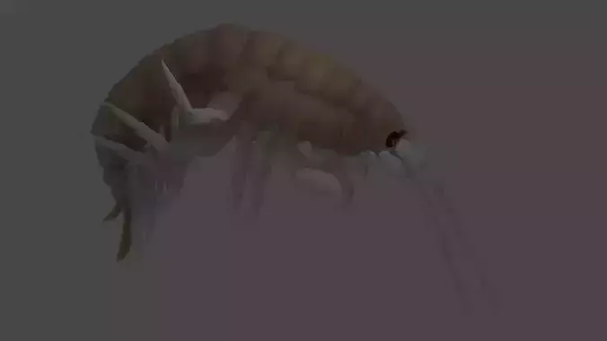 Gammarus animated 3D model