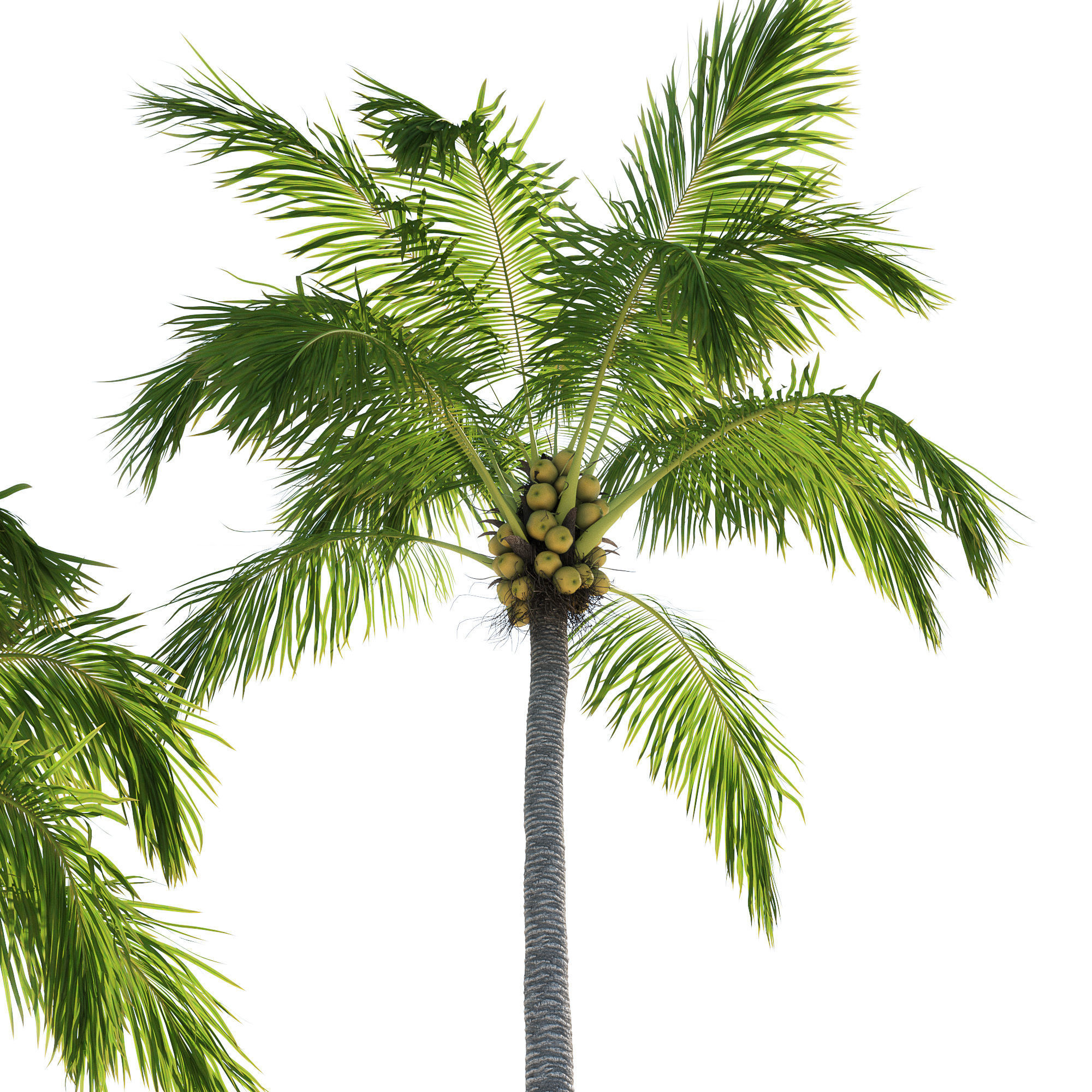 Palm trees Vol 1 3D model_3