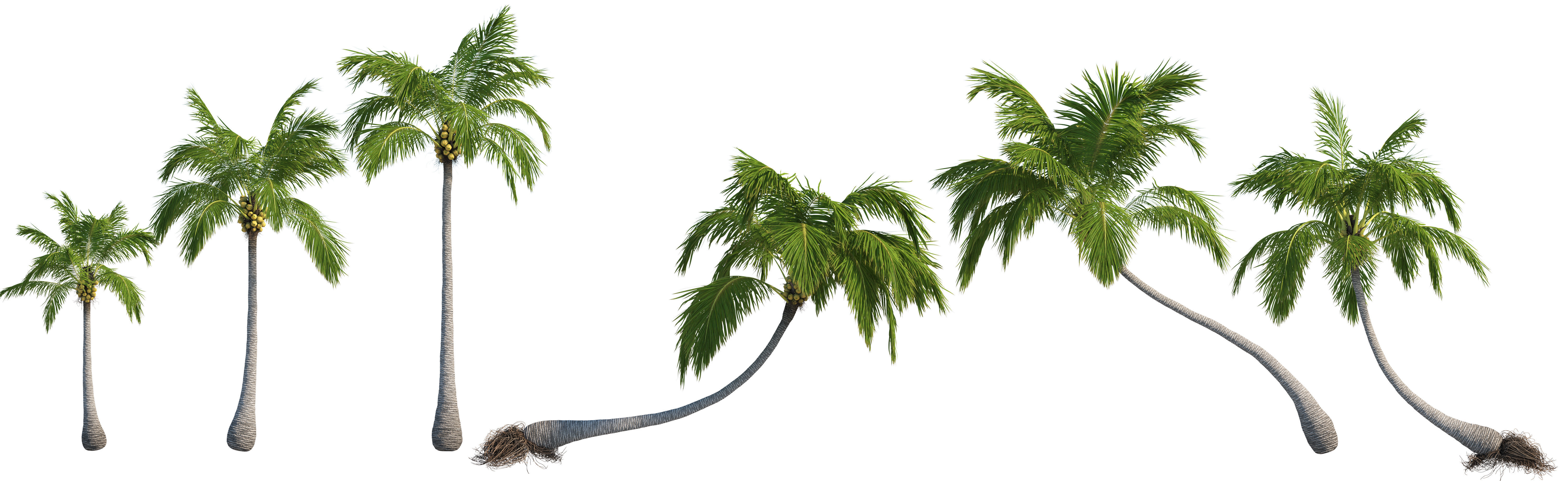 Palm trees Vol 1 3D model_6