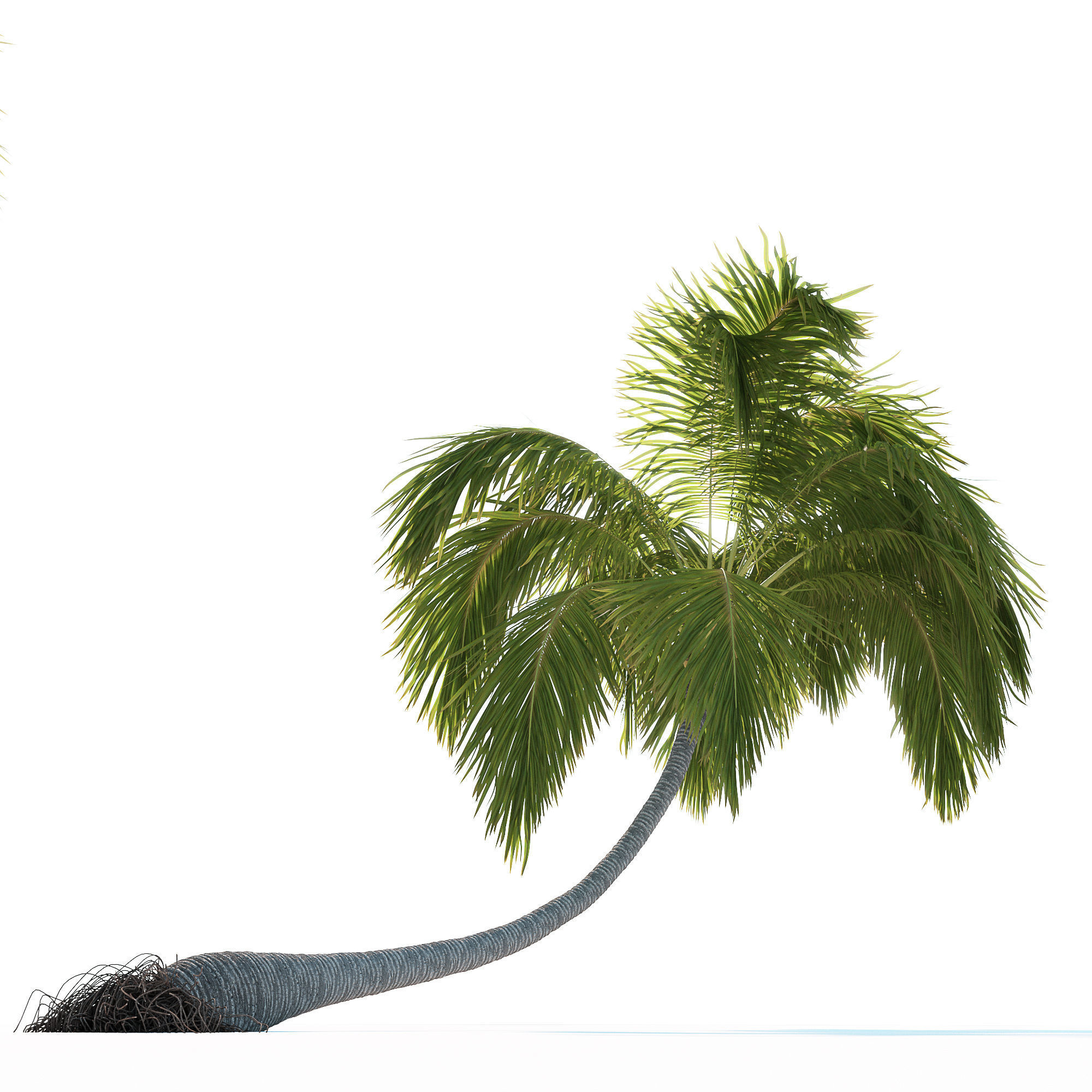 Palm trees Vol 1 3D model_2