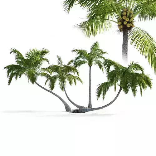 Palm trees Vol 1 3D model