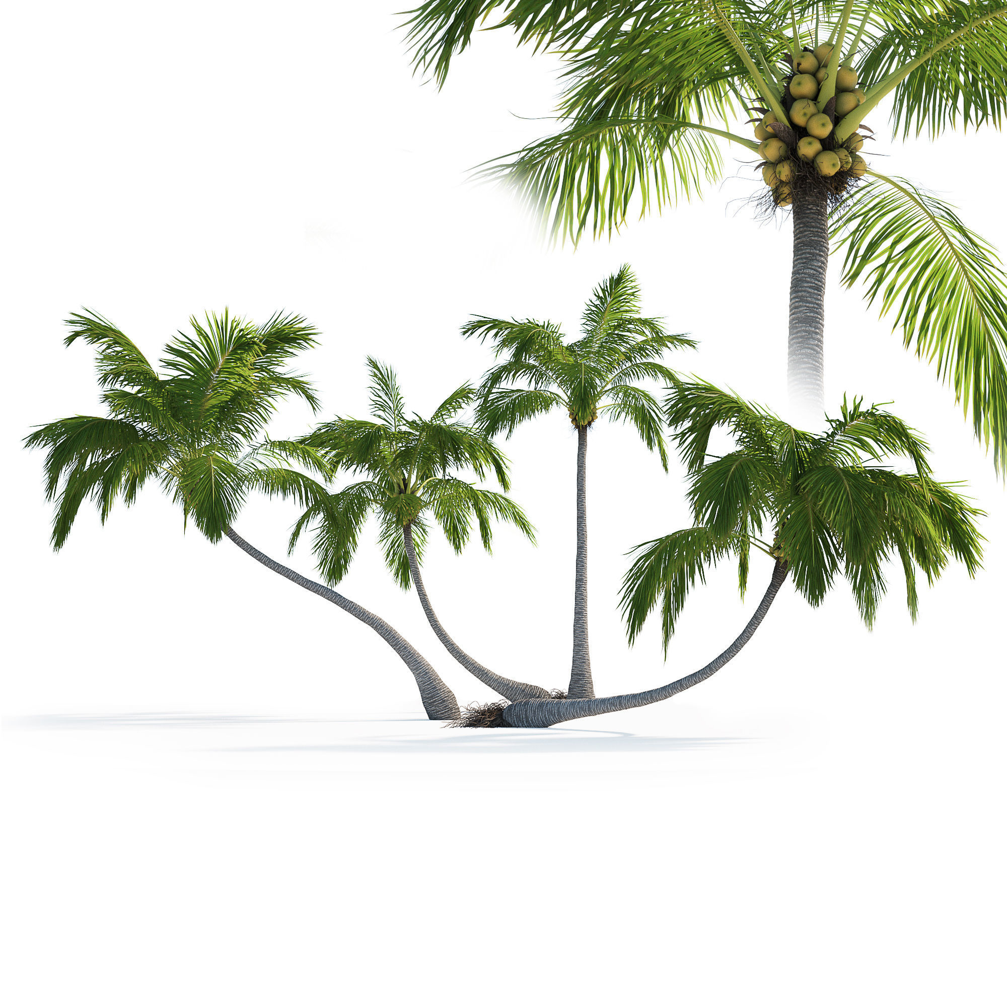 Palm trees Vol 1 3D model_0