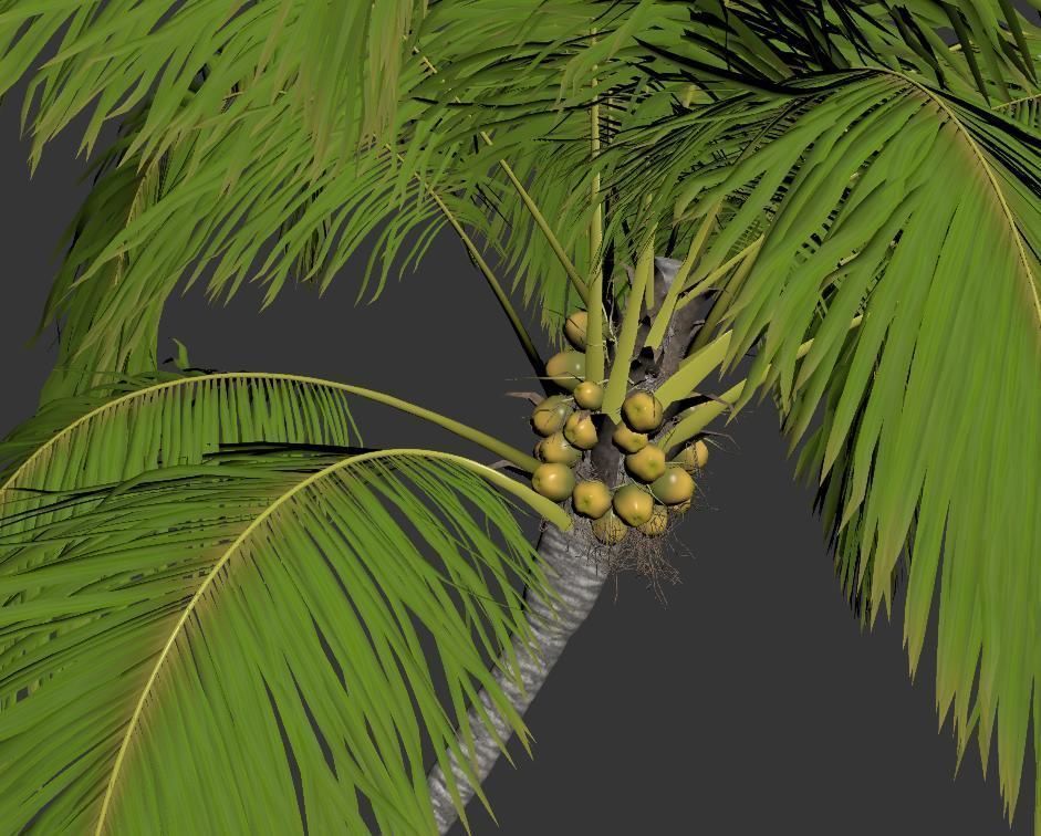 Palm trees Vol 1 3D model_13