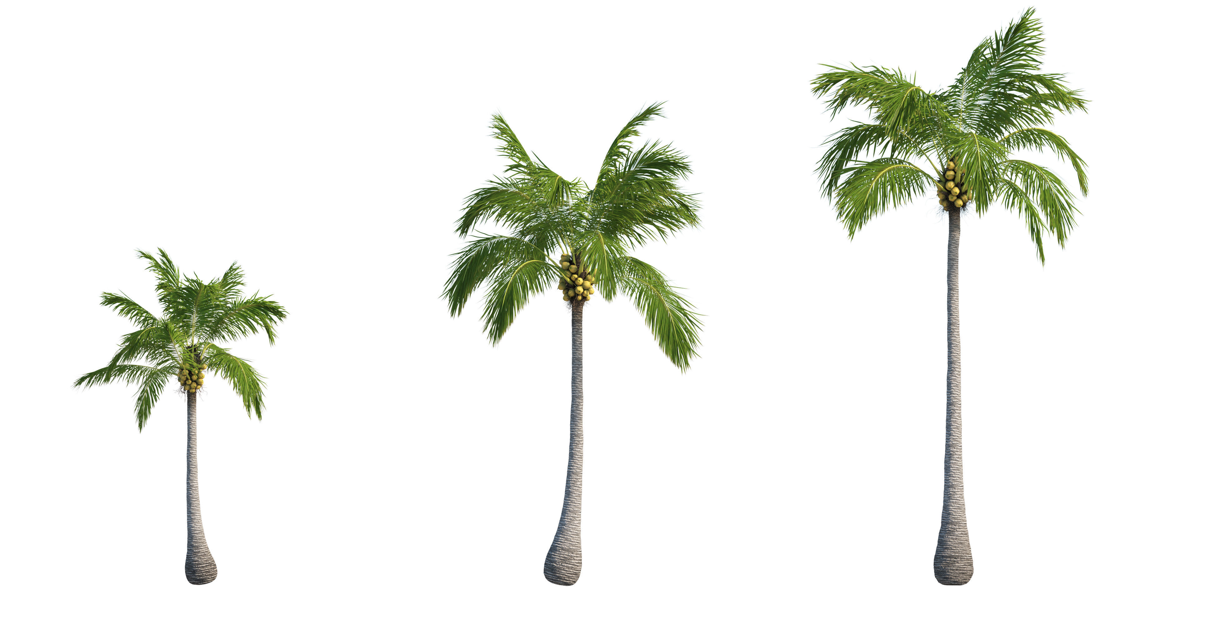 Palm trees Vol 1 3D model_7