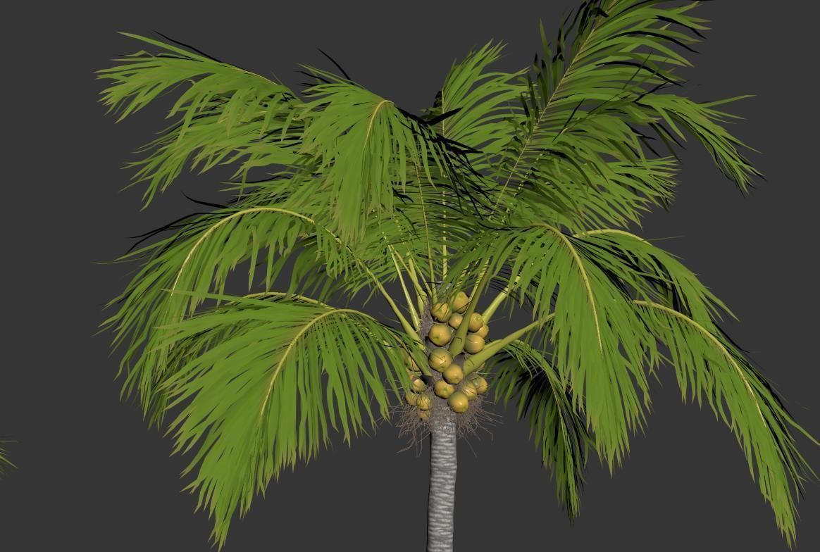 Palm trees Vol 1 3D model_14