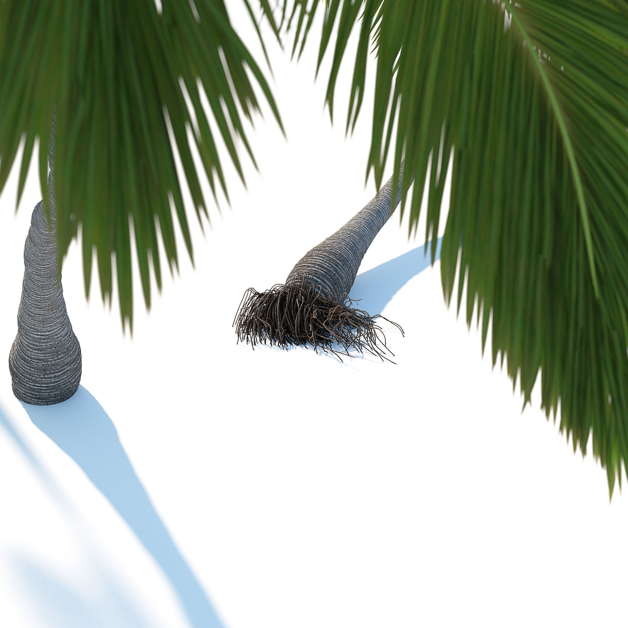 Palm trees Vol 1 3D model_5