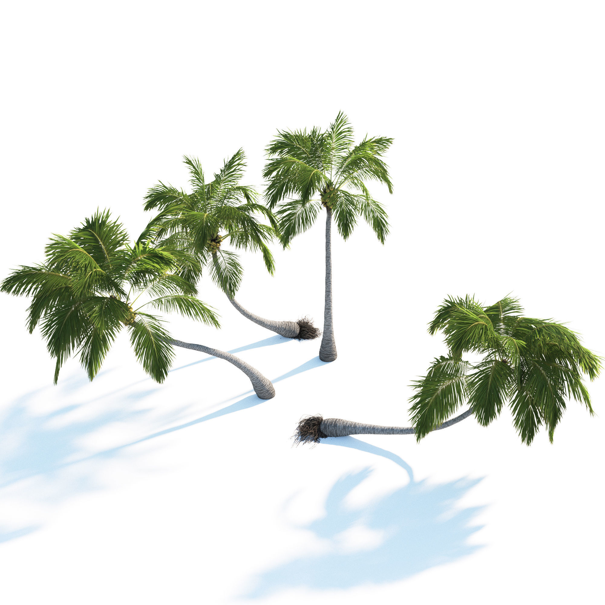 Palm trees Vol 1 3D model_4