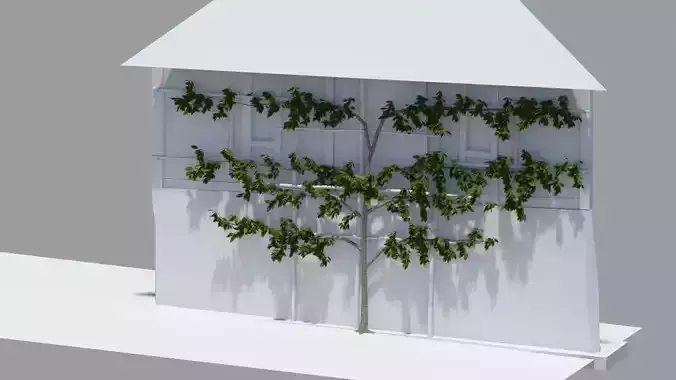 Pear tree -Pyrus- on lattice 10 x 6m