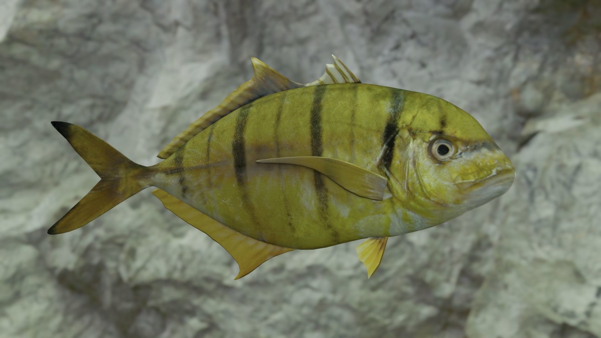 Golden trevally fish Low-poly 3D model_2