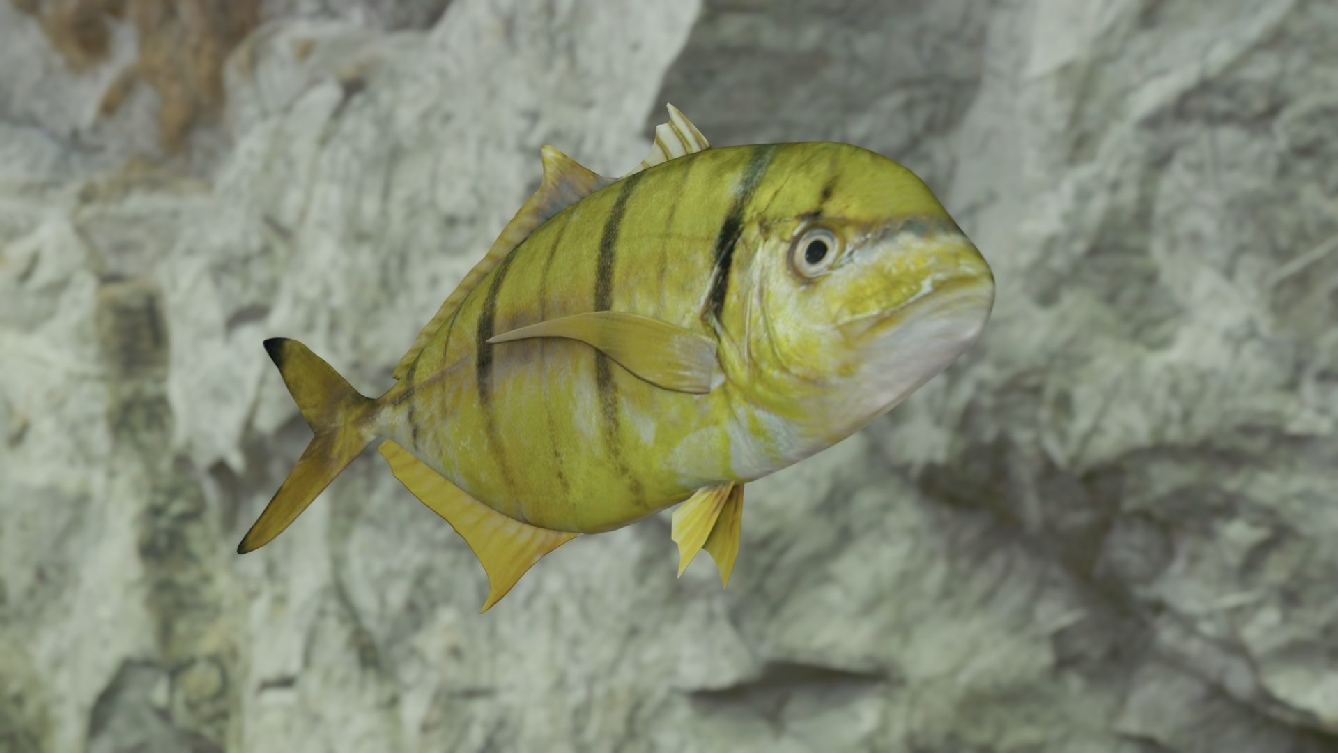 Golden trevally fish Low-poly 3D model_11