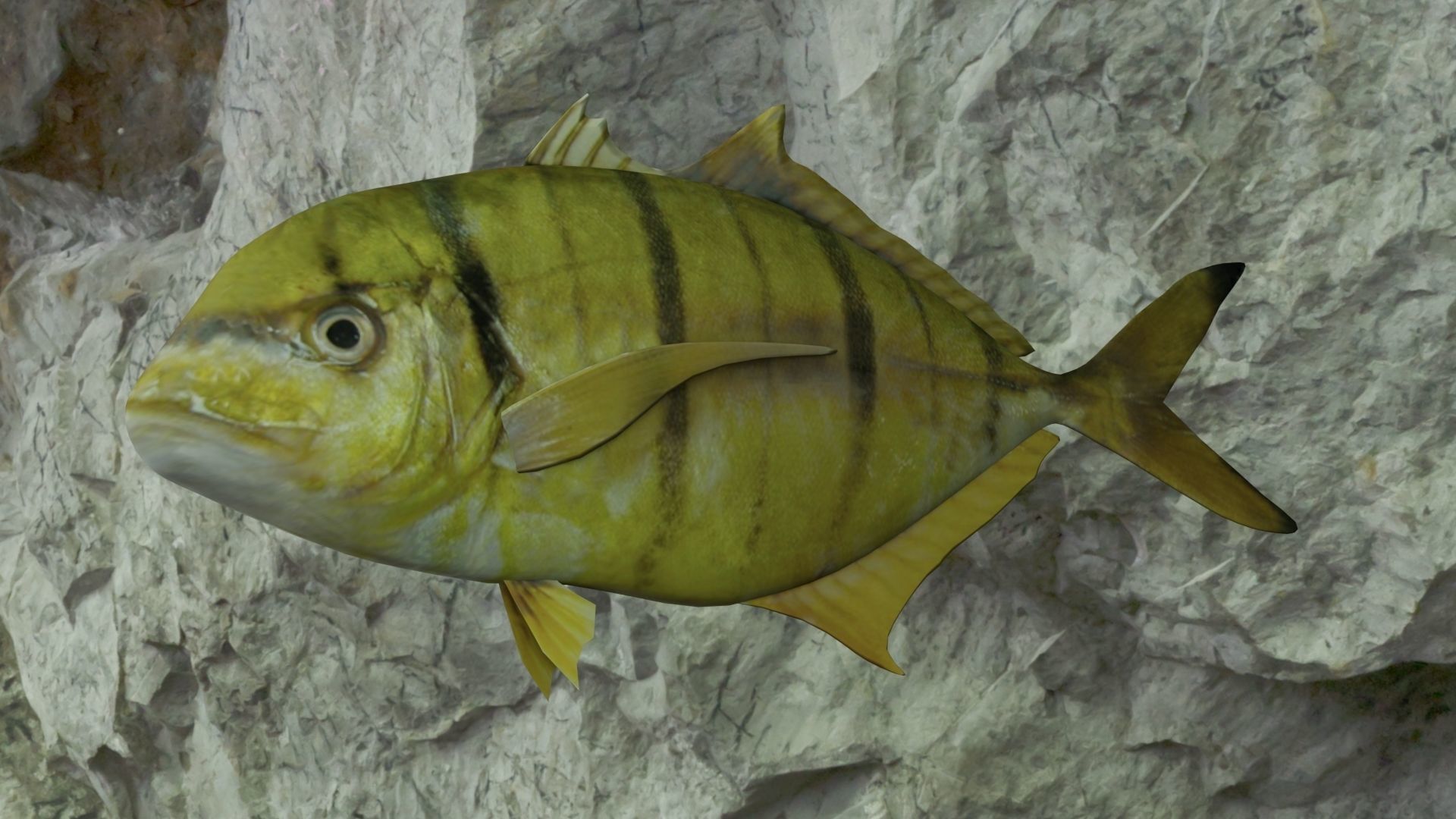 Golden trevally fish Low-poly 3D model_5