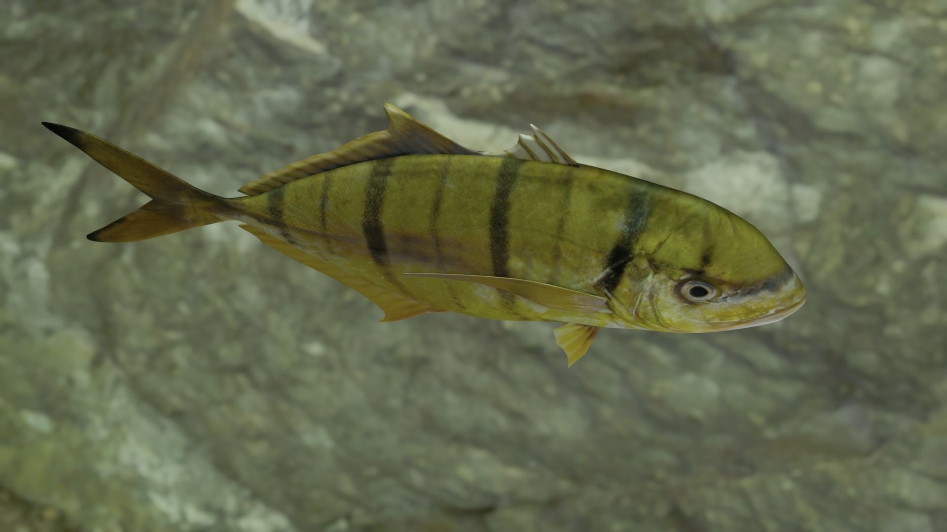 Golden trevally fish Low-poly 3D model_19