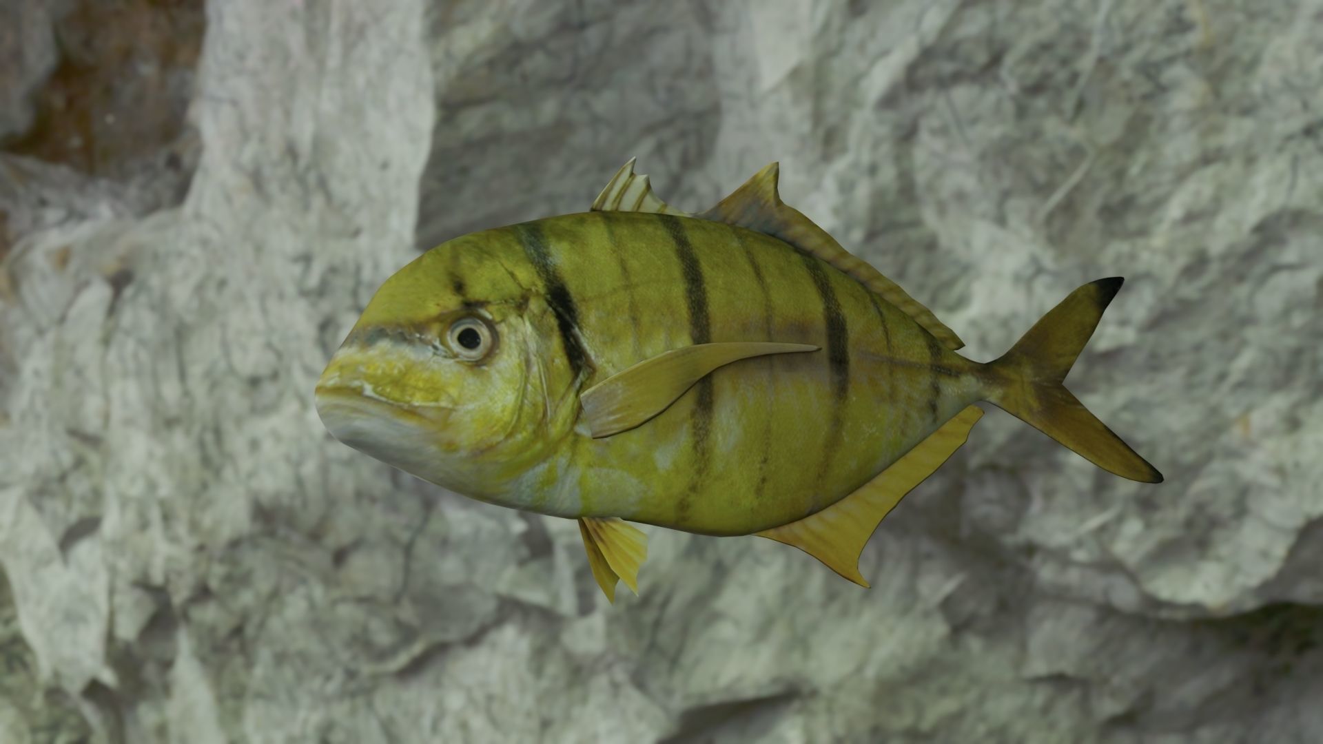 Golden trevally fish Low-poly 3D model_6