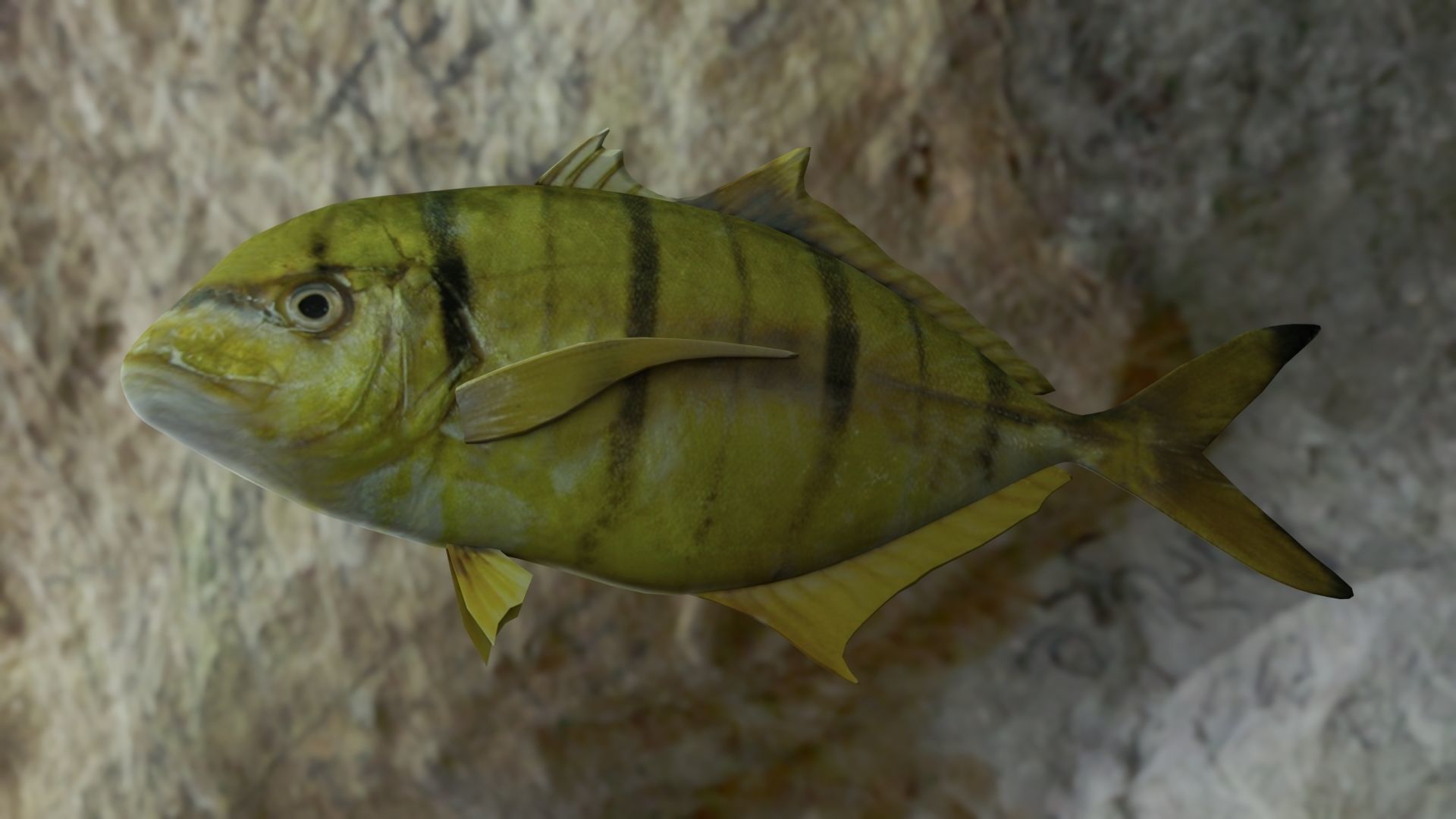 Golden trevally fish Low-poly 3D model_13
