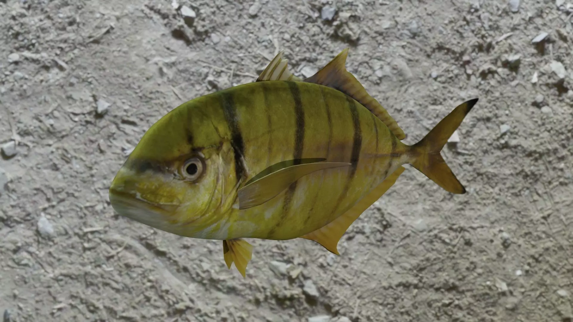 Golden trevally fish Low-poly 3D model_0
