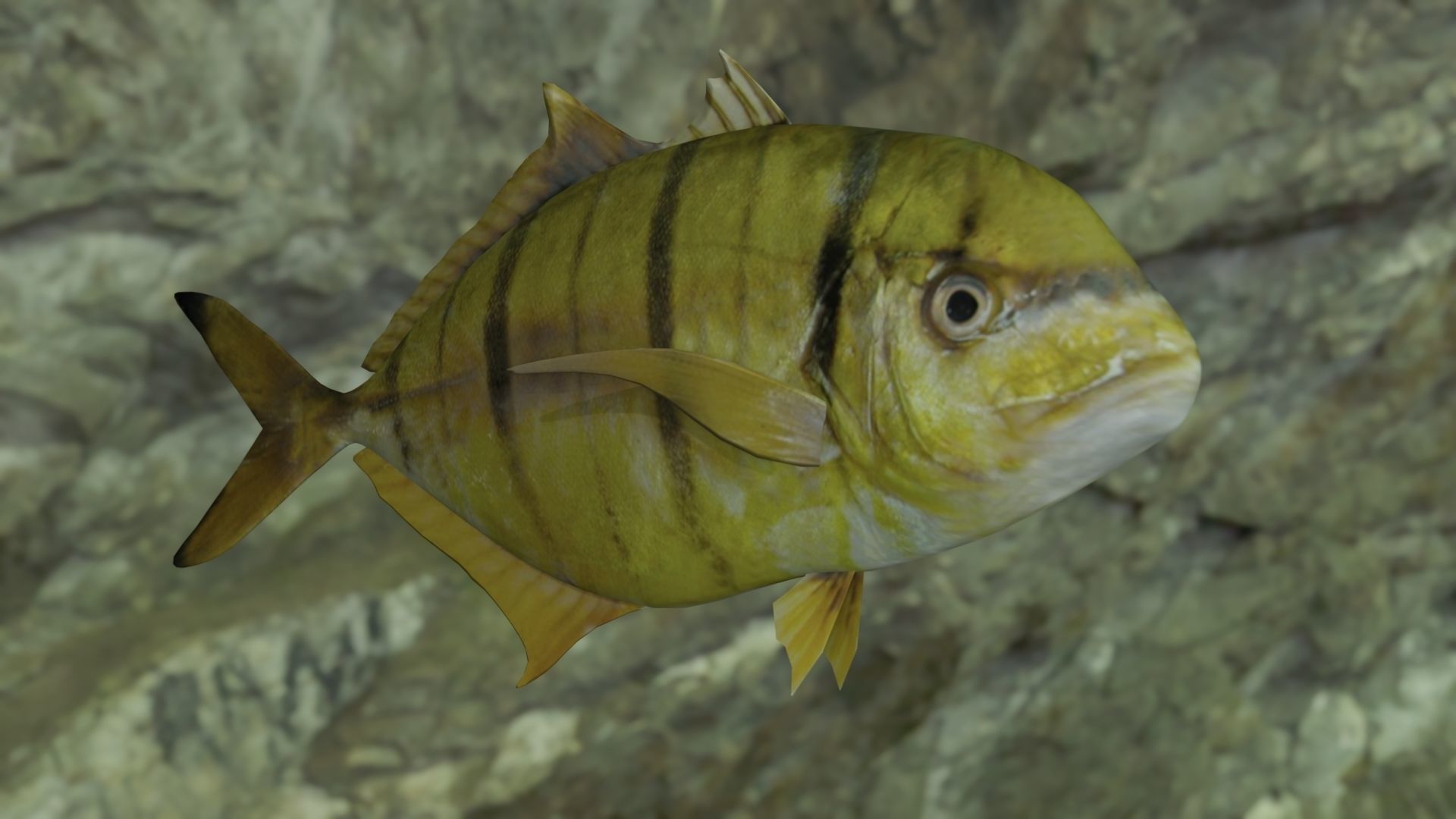 Golden trevally fish Low-poly 3D model_14
