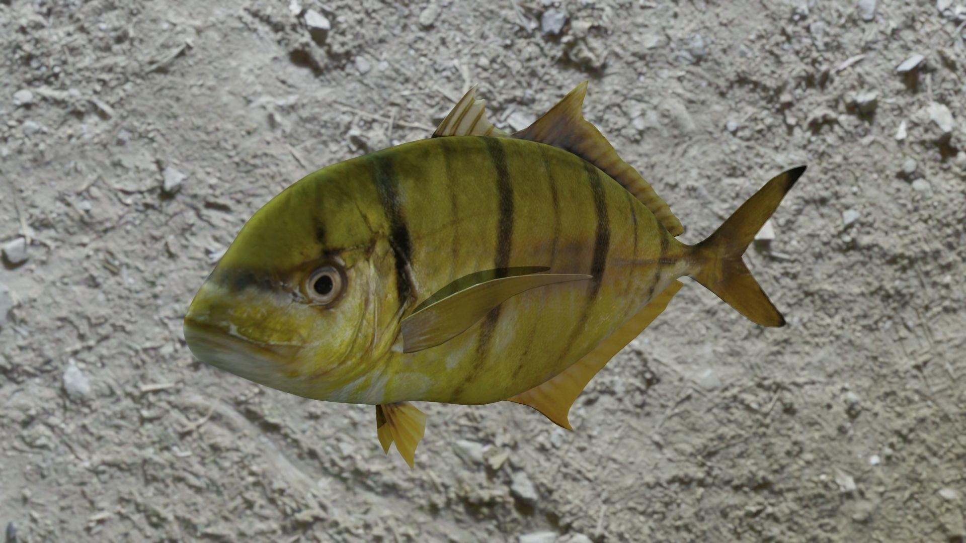 Golden trevally fish Low-poly 3D model_17